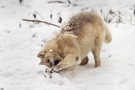 Pup7m12SpringeKati_Polar-03