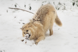 Pup7m12SpringeKati_Polar-04
