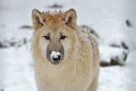 Pup7m12SpringeKati_Polar-07