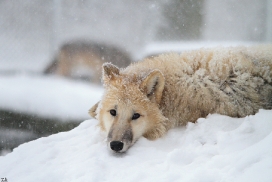 Pup7m12SpringeKati_Polar-08
