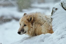 Pup7m12SpringeKati_Polar-09