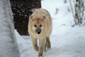 Pup7m12SpringeKati_Polar-10