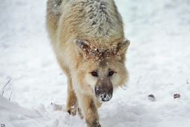 Pup7m12SpringeKati_Polar-12