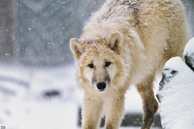 Pup7m12SpringeKati_Polar-13