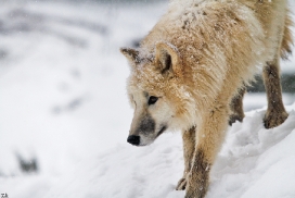 Pup7m12SpringeKati_Polar-14