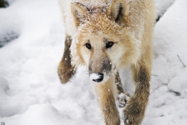 Pup7m12SpringeKati_Polar-16
