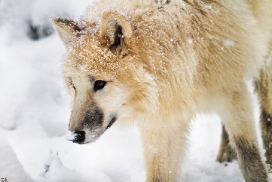 Pup7m12SpringeKati_Polar-18