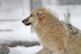 Pup7m12SpringeKati_Polar-19