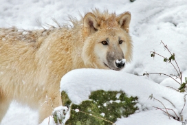 Pup7m12SpringeKati_Polar-20