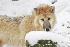 Pup7m12SpringeKati_Polar-22