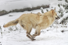 Pup7m12SpringeKati_Polar-23