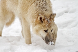 Pup7m12SpringeKati_Polar-24