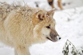 Pup7m12SpringeKati_Polar-25