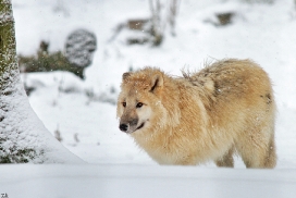 Pup7m12SpringeKati_Polar-27