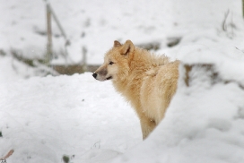 Pup7m12SpringeKati_Polar-28