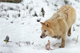 Pup7m12SpringeKati_Polar-30