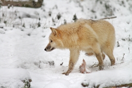 Pup7m12SpringeKati_Polar-31