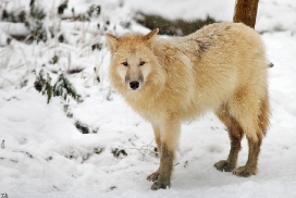 Pup7m12SpringeKati_Polar-32