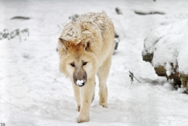 Pup7m12SpringeKati_Polar-33