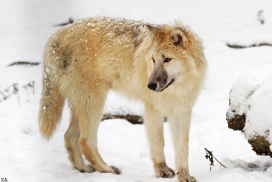 Pup7m12SpringeKati_Polar-34