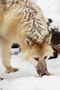 Pup7m12SpringeKati_Polar-35