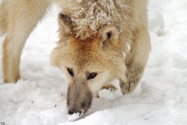 Pup7m12SpringeKati_Polar-36