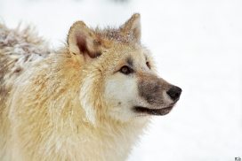 Pup7m12SpringeKati_Polar-38