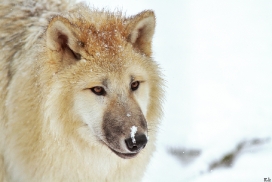 Pup7m12SpringeKati_Polar-39