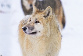 Pup7m12SpringeKati_Polar-40