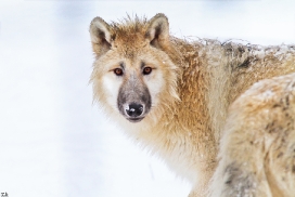 Pup7m12SpringeKati_Polar-41
