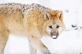 Pup7m12SpringeKati_Polar-42