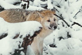 Pup7m12SpringeKati_Polar-43