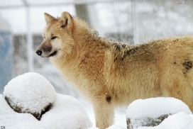 Pup7m12SpringeKati_Polar-44
