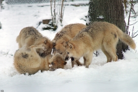 Pup7m12SpringeKati_Polar-47