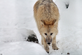 Pup7m12SpringeKati_Polar-48