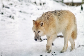 Pup7m12SpringeKati_Polar-49