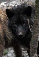 Pup8m11MergentheimSas_Black-01