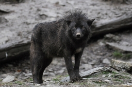 Pup8m11MergentheimSas_Black-02