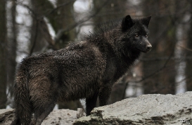 Pup8m11MergentheimSas_Black-04