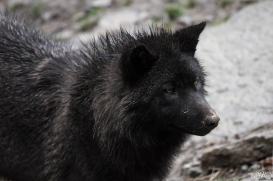 Pup8m11MergentheimSas_Black-05