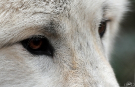 Pup8m11AuheimSas_Aslan-01