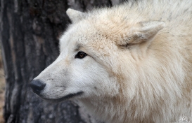 Pup8m11AuheimSas_Aslan-02