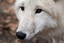Pup8m11AuheimSas_Aslan-03