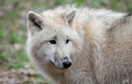 Pup8m11AuheimSas_Aslan-04