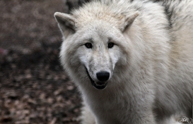 Pup8m11AuheimSas_Aslan-05
