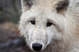Pup8m11AuheimSas_Aslan-07