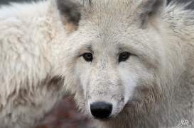 Pup8m11AuheimSas_Aslan-08