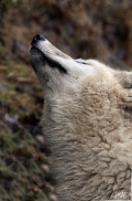 Pup8m11AuheimSas_Aslan-09