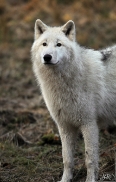 Pup8m11AuheimSas_Inuq-02