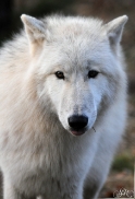Pup8m11AuheimSas_Inuq-04